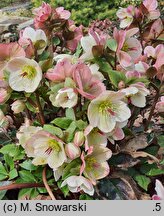 Helleborus ×glandorfensis Coseh 5500