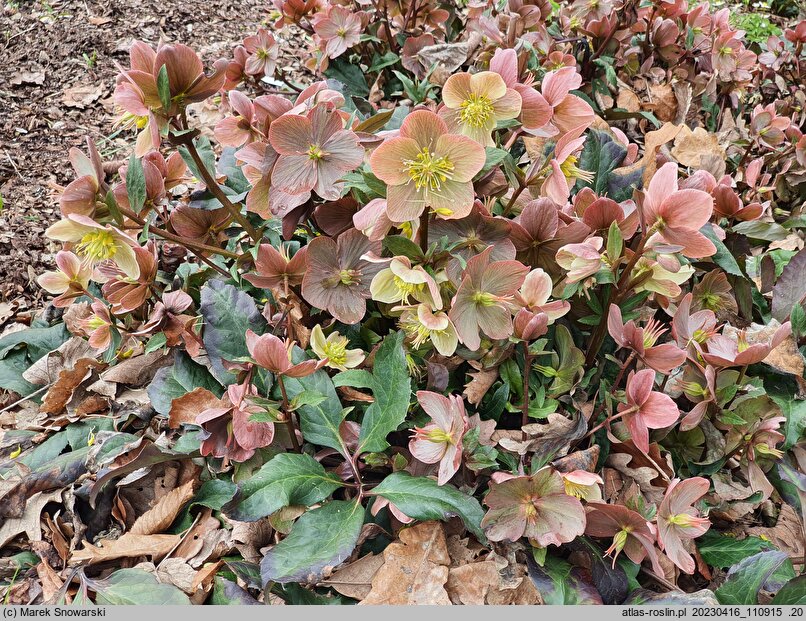 Helleborus ×ballardiae Camelot