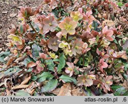 Helleborus ×ballardiae Camelot