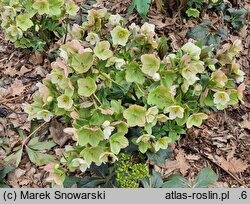 Helleborus ×glandorfensis Coseh 4500