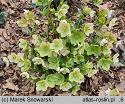 Helleborus ×glandorfensis Coseh 4500