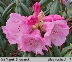 Rhododendron anwheiense