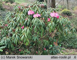 Rhododendron anwheiense