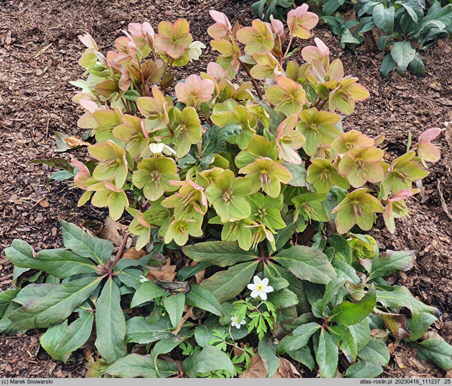 Helleborus ×ericsmithii Coseh 730