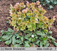 Helleborus ×ericsmithii Coseh 730