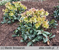 Helleborus ×ericsmithii Coseh 730