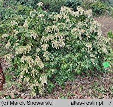 Pieris japonica Scarlett O'Hara