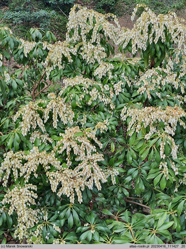Pieris japonica Scarlett O'Hara