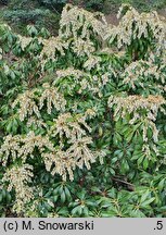 Pieris japonica Scarlett O'Hara