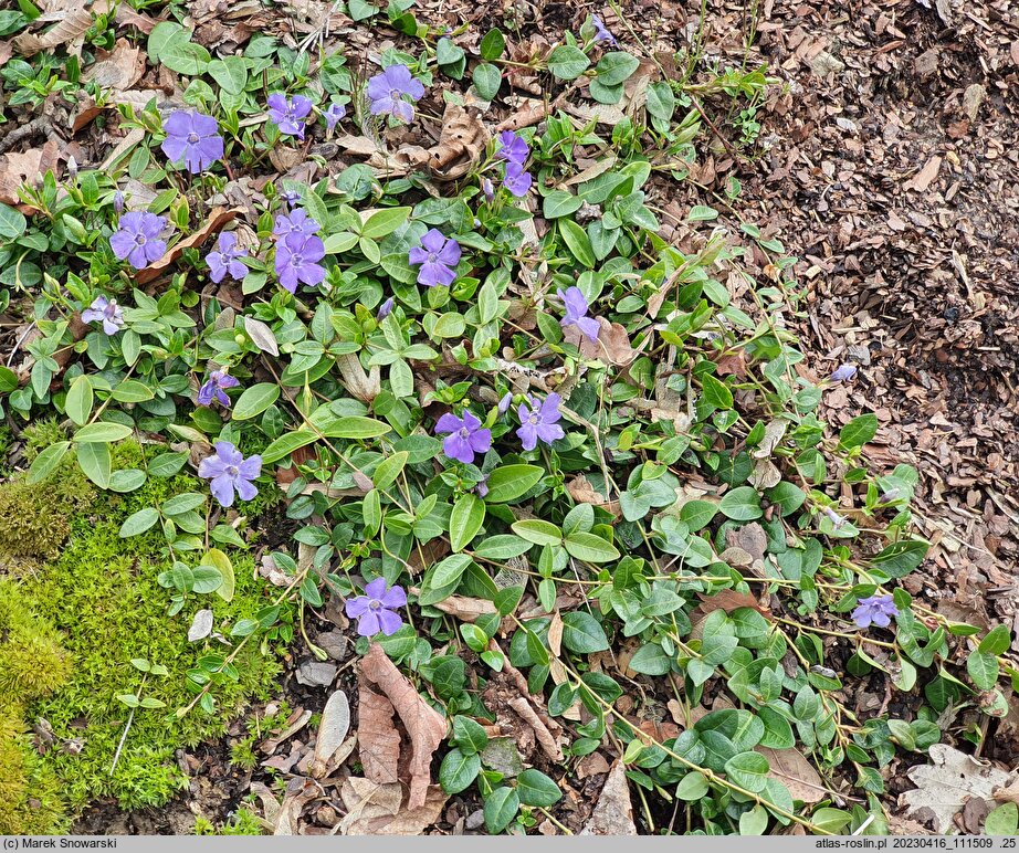 Vinca minor Anna