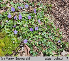 Vinca minor Anna