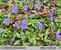 Vinca minor Anna