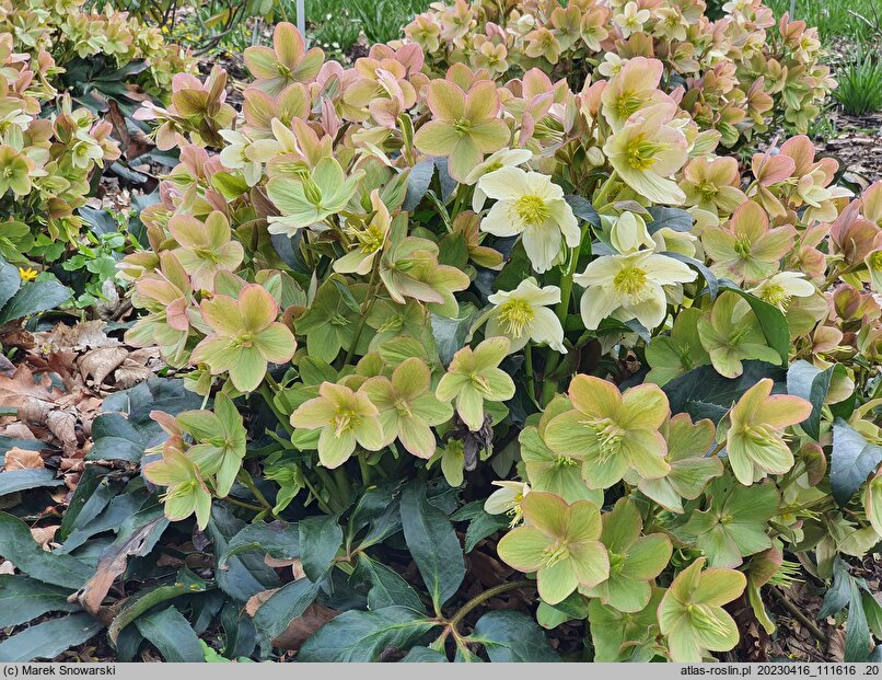 Helleborus ×ericsmithii Coseh 740