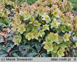 Helleborus ×ericsmithii Coseh 740