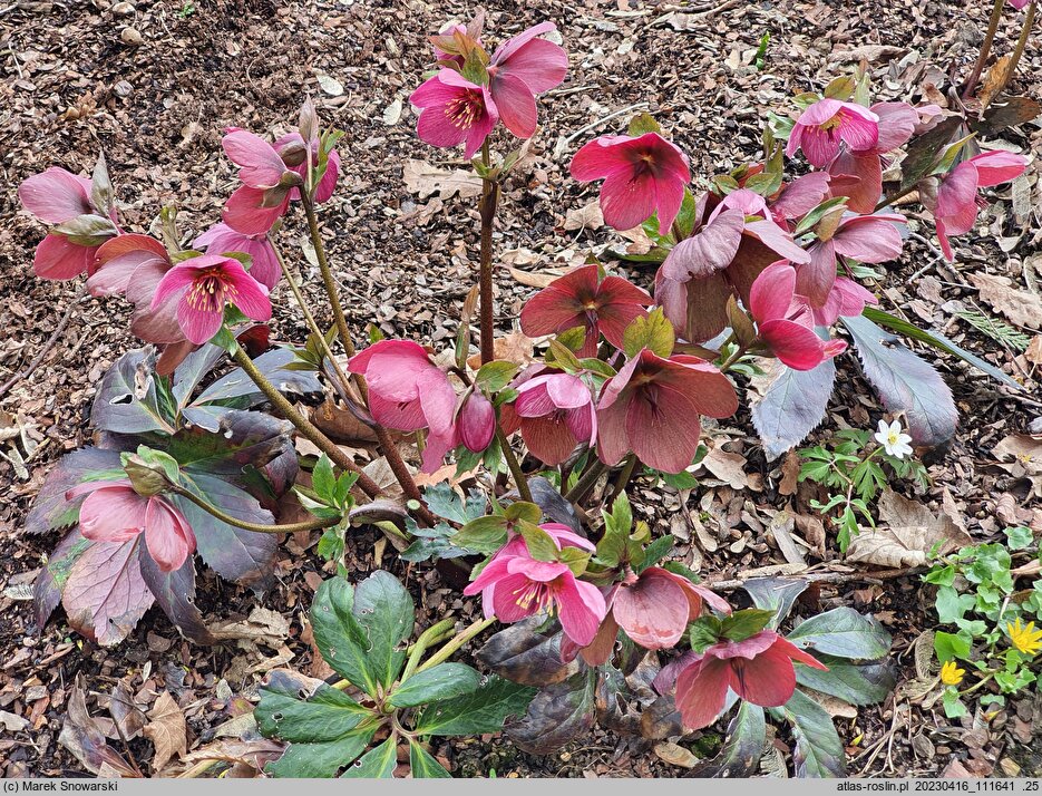 Helleborus Lem 100
