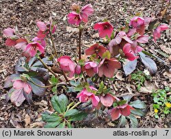 Helleborus Lem 100