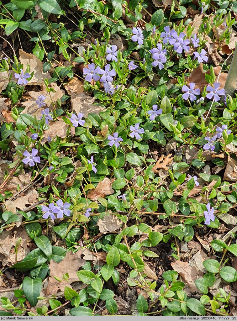 Vinca minor La Grave