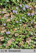 Vinca minor La Grave