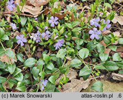 Vinca minor La Grave