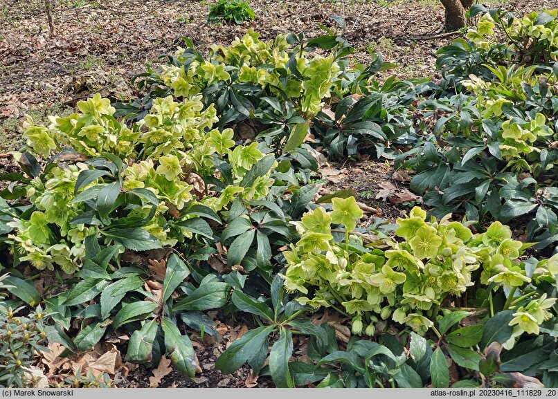 Helleborus ×nigercors