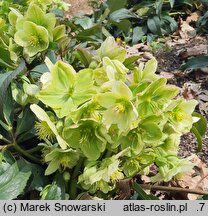 Helleborus ×nigercors
