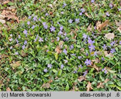 Vinca minor Josefine