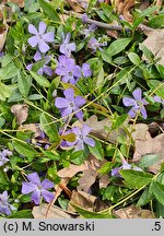 Vinca minor Josefine