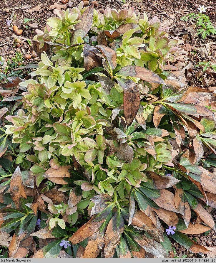 Helleborus ×nigercors Winter Passion