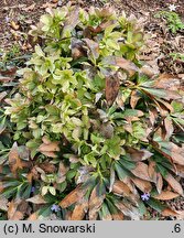 Helleborus ×nigercors Winter Passion