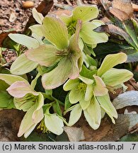Helleborus ×nigercors Winter Passion