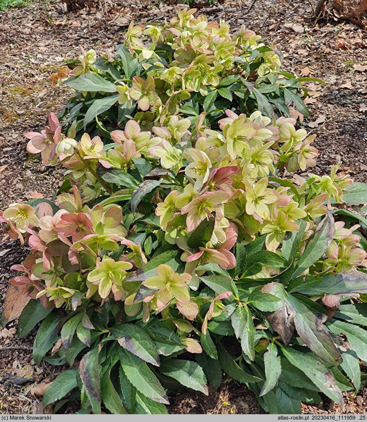 Helleborus Crystal Love