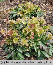 Helleborus Crystal Love
