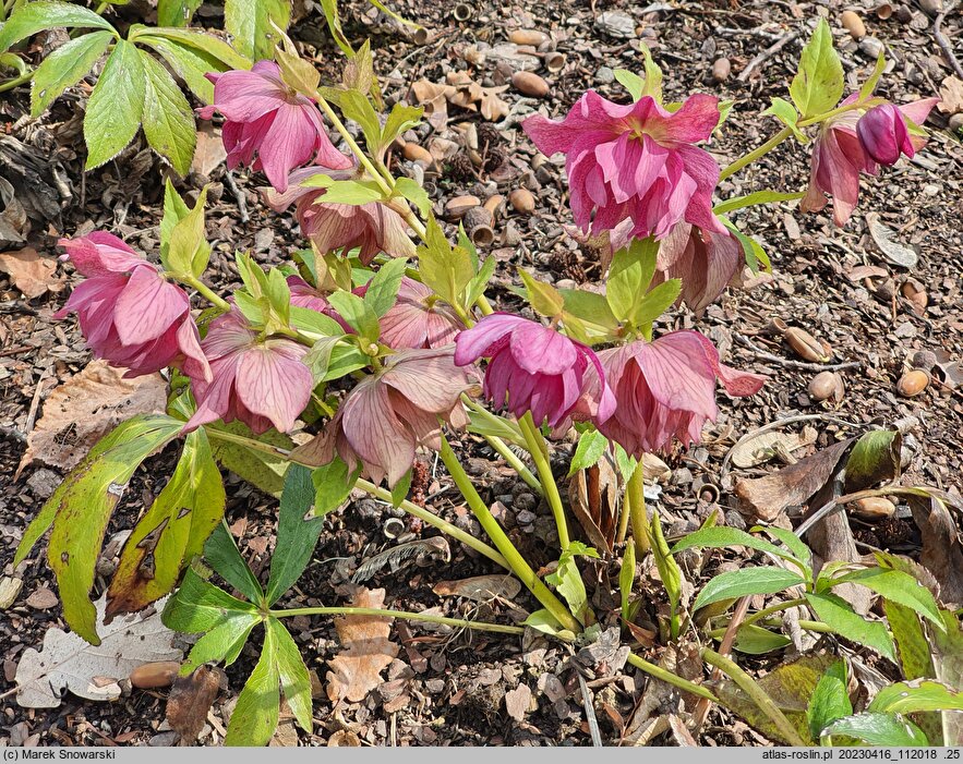 Helleborus ×hybridus Elly