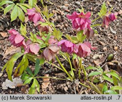 Helleborus ×hybridus Elly