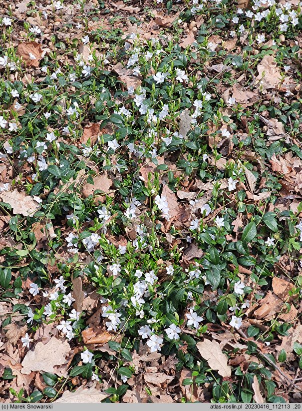 Vinca minor White Power