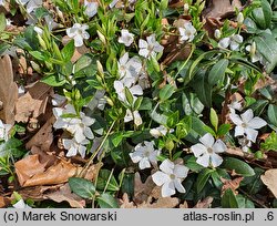 Vinca minor White Power