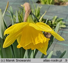 Narcissus Carlton