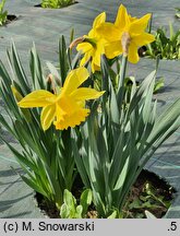 Narcissus Carlton
