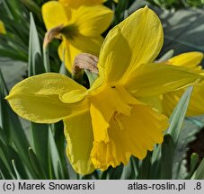 Narcissus Carlton