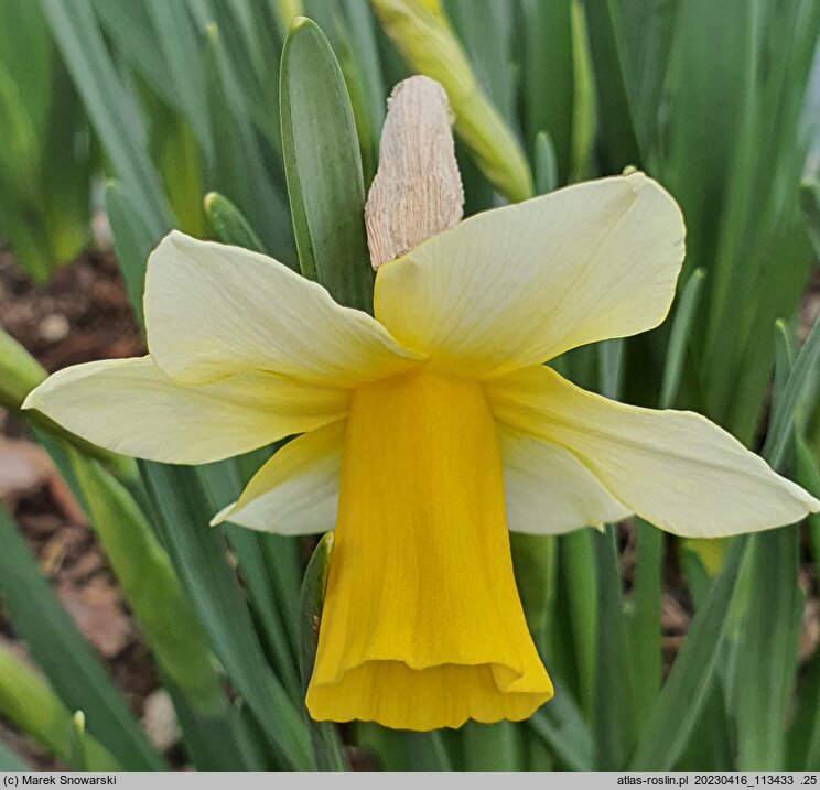 Narcissus Golden Echo