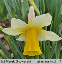 Narcissus Golden Echo