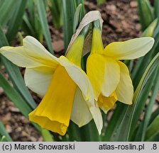 Narcissus Golden Echo