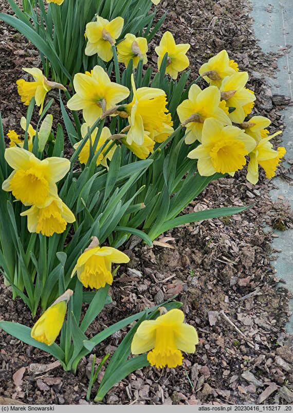 Narcissus Las Vegas