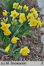 Narcissus Las Vegas