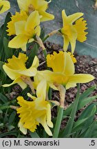 Narcissus Las Vegas