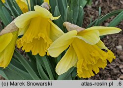 Narcissus Las Vegas