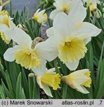 Narcissus Mount Hood