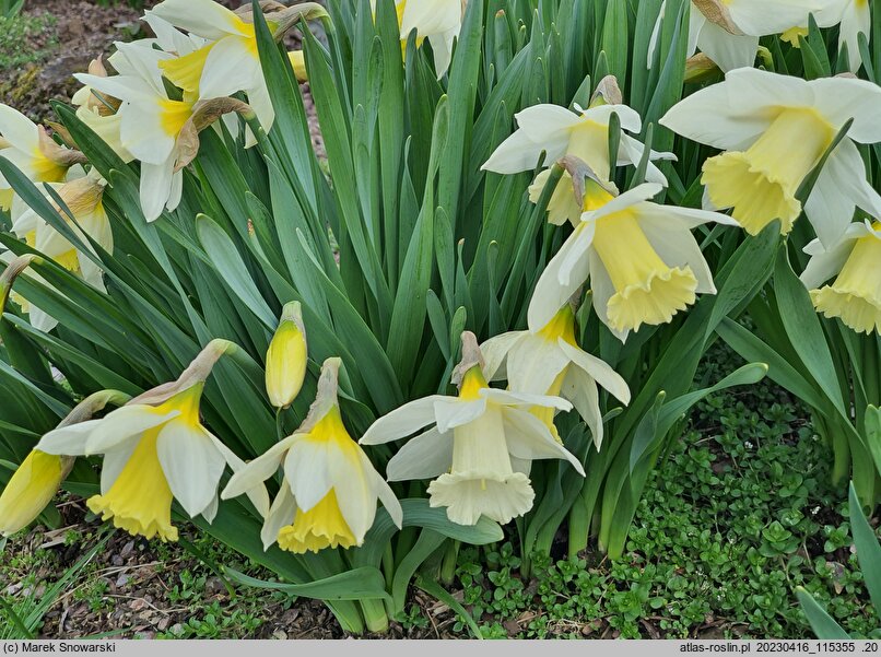 Narcissus Mount Hood