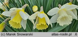 Narcissus Mount Hood