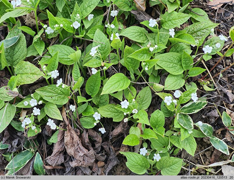 Omphalodes verna Alba